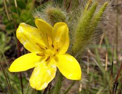 Hypoxis acuminata