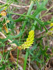 Petrophile macrostachya