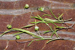 Cotula filifolia