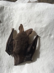 Nyctophilus geoffroyi