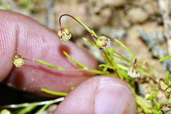 Cotula filifolia