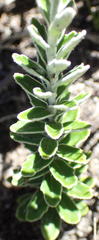 Senecio pauciflosculosus