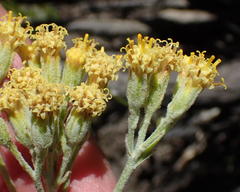 Senecio pauciflosculosus