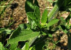 Nidorella auriculata