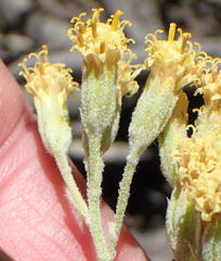 Senecio pauciflosculosus