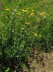Nidorella auriculata