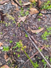 Drosera marchantii