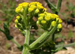 Nidorella auriculata