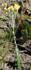 Senecio pauciflosculosus