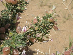 Astragalus armatus