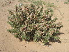 Astragalus armatus