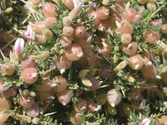 Astragalus armatus