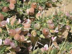 Astragalus armatus