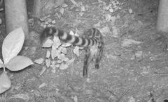 Genetta tigrina tigrina