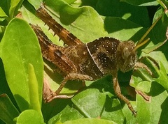 Acanthacris ruficornis