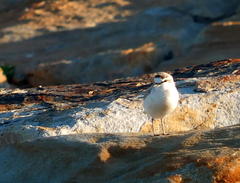 Charadrius marginatus mechowi