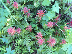 Pedicularis densiflora densiflora