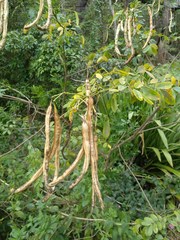 Senna pendula glabrata