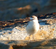 Charadrius marginatus mechowi
