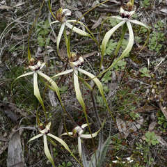 Caladenia × cala