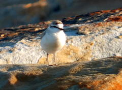 Charadrius marginatus mechowi