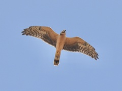 Pallid Harrier photo 2