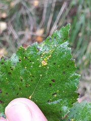 Melampsoridium betulinum