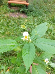 Impatiens edgeworthii