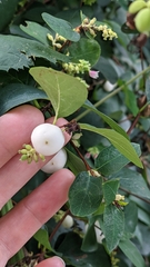 Symphoricarpos albus