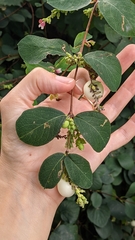 Symphoricarpos albus