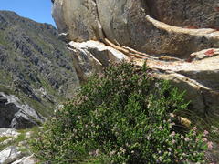 Erica petraea