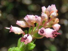 Erica petraea