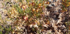 Dodonaea lobulata