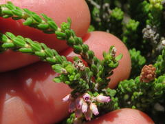 Erica petraea