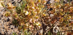Dodonaea lobulata