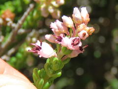 Erica petraea