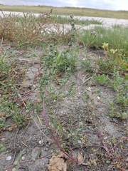 Atriplex intracontinentalis