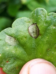 Ramularia glechomatis