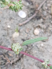 Atriplex intracontinentalis