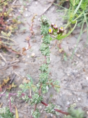 Atriplex intracontinentalis