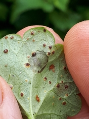 Ramularia glechomatis