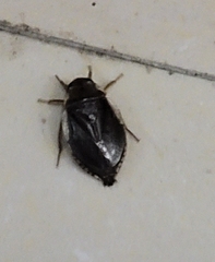 Diplonychus rusticus