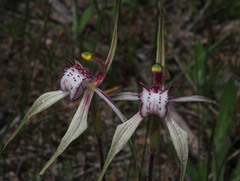 Caladenia × enigma