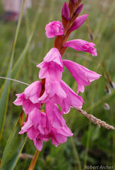 Watsonia pulchra