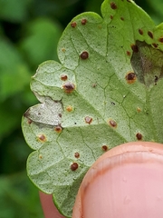 Ramularia glechomatis