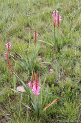 Watsonia pulchra
