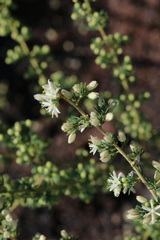 Asparagus flavicaulis