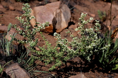 Asparagus flavicaulis