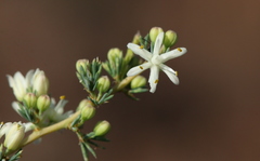 Asparagus flavicaulis