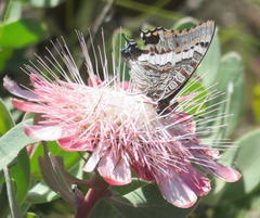 Charaxes pelias
